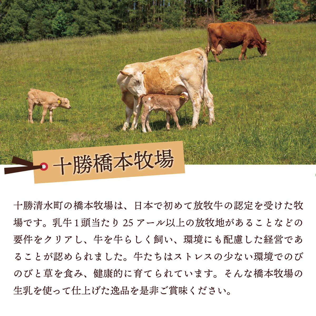 北海道十勝ドルチェ 十勝橋本牧場プレミアムソフト7個セット 放牧牛の生乳を使った自然派お取り寄せスイーツ
