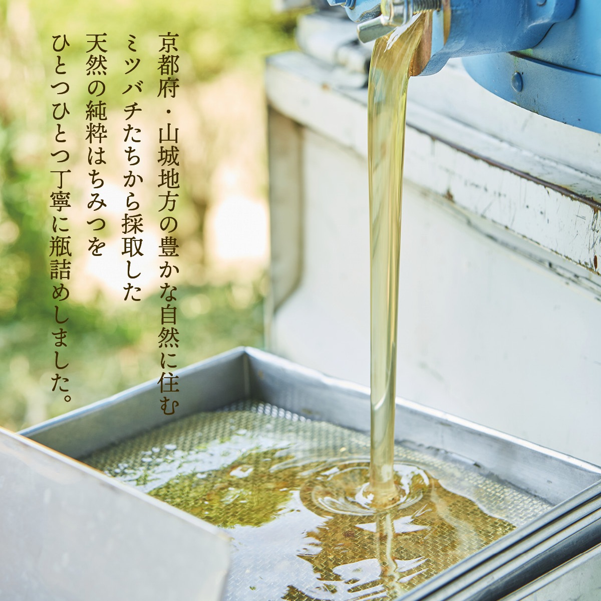 100%純粋春蜜』の2瓶セット《幻の天然完熟蜂蜜》を限定販売