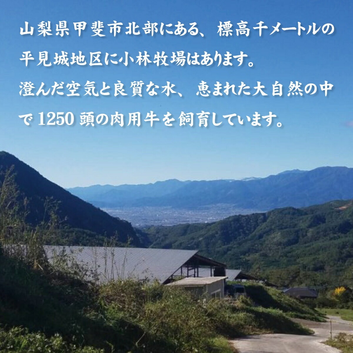 甲州ワインビーフ焼肉用500g（上バラカルビ250g・肩ロース250g）日本農業賞大賞、内閣総理大臣賞の受賞実績