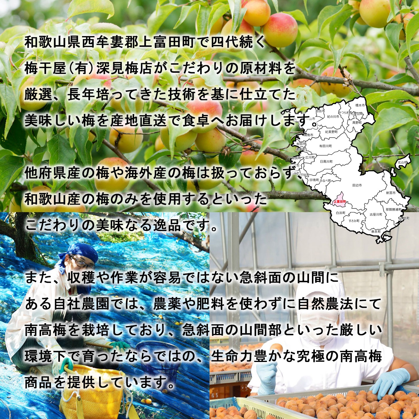 フルーツ梅干し100g（4～5粒）4個セット　紀州産南高梅の専門店　深見梅店