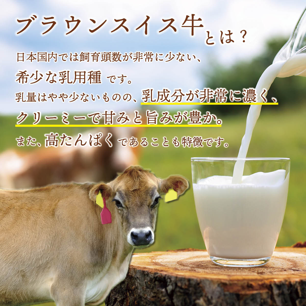 北海道十勝ドルチェ 十勝橋本牧場ブラウンスイスプレミアムプリン ベリー6個セット(ストロベリー・ブルーベリー)冷凍 放牧牛の生乳を使った自然派お取り寄せスイーツ