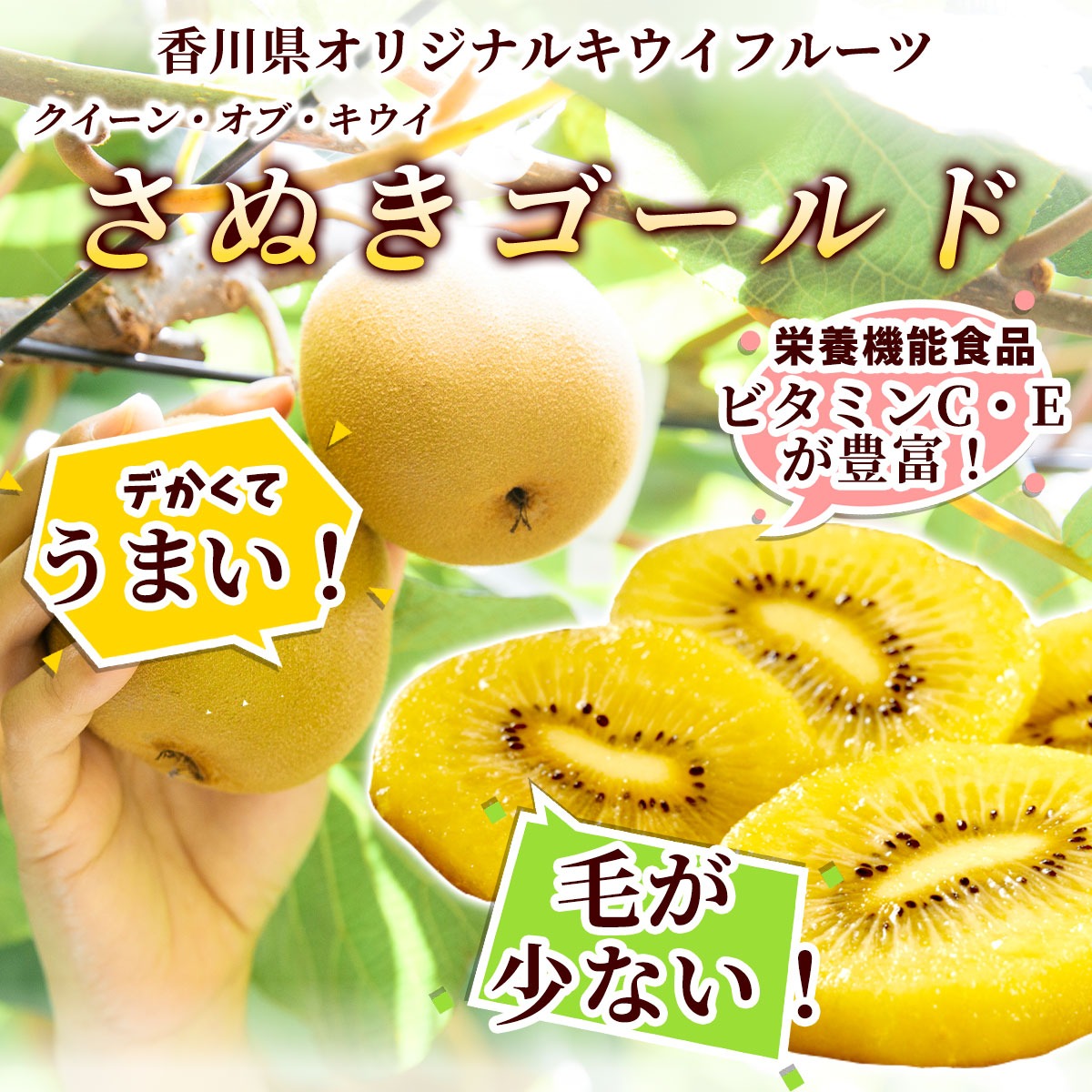 ChieMAMA‼️ キウイフルーツ 予約販売】＜10月下旬以降順次発送＞Mサイズ約12個(約1.0Kg