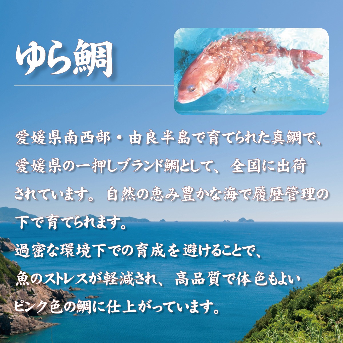 ゆら鯛の塩釜焼き（1.3kg）愛媛県南宇和郡の由良半島から産地直送