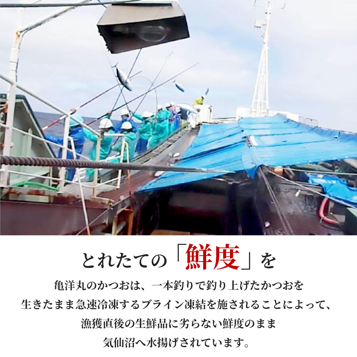 気仙沼港水揚げ お刺身用トロかつお 3～4筋（約1～1.2kg）冷凍 かつお漁船・亀洋丸が一本釣り