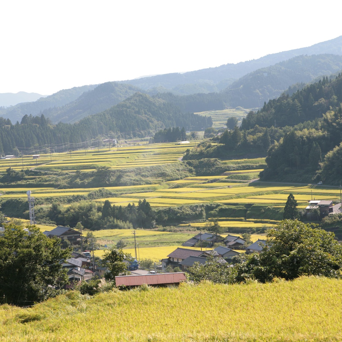 令和6年産　但馬産こしひかり　但馬村岡米5kg　兵庫県香美町　食味コンクール9年連続受賞