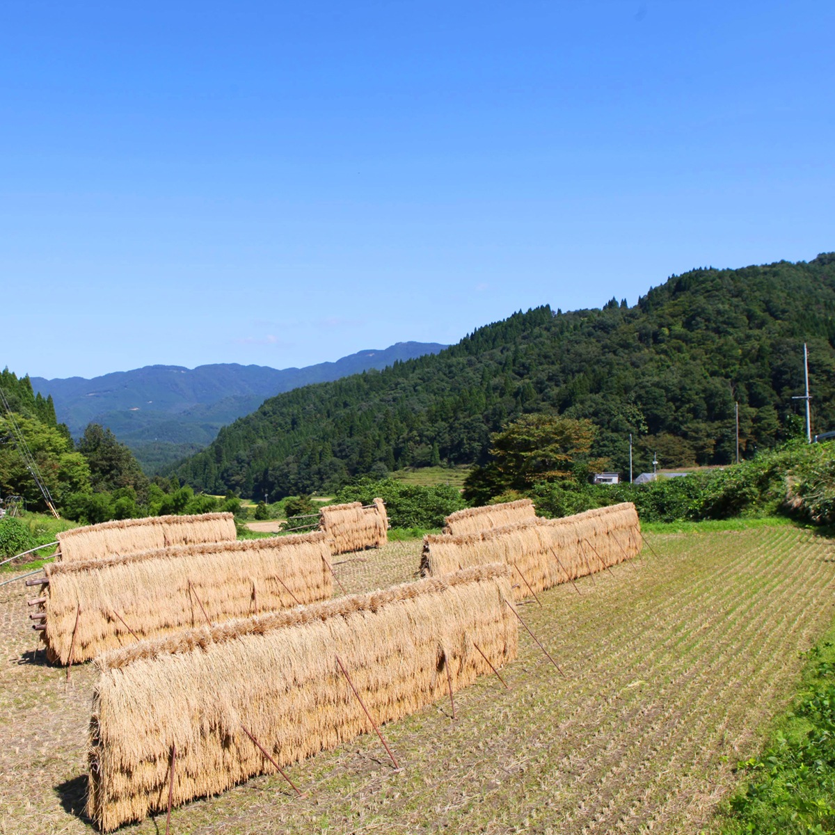 令和6年産　但馬産こしひかり　但馬村岡米5kg　兵庫県香美町　食味コンクール9年連続受賞