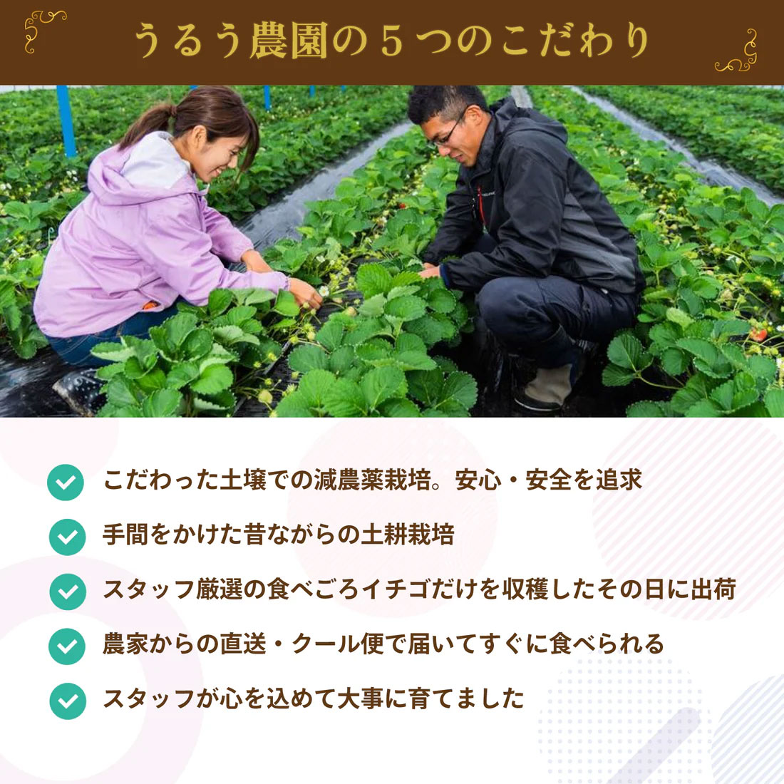 あまおう約540g（270g×2パック）デラックス等級　福岡県の苺農家うるう農園から産地直送