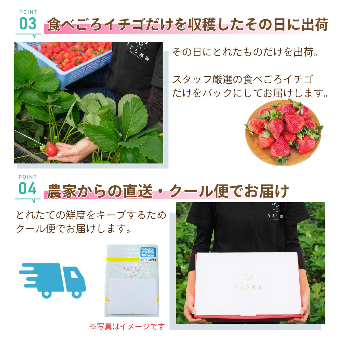 あまおう約540g（270g×2パック）サイズ色々　福岡県の苺農家うるう農園から産地直送