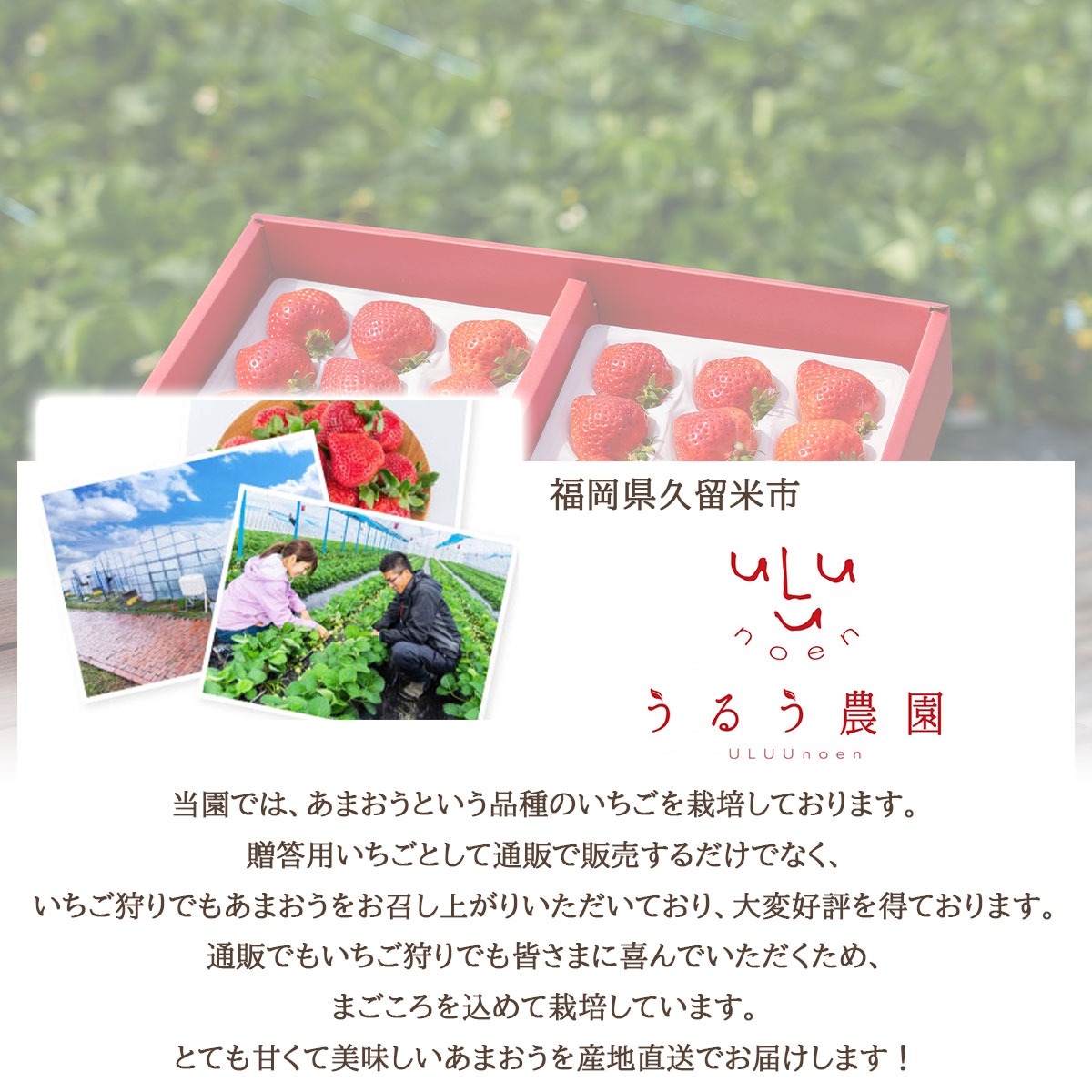 あまおう約540g（270g×2パック）サイズ色々　福岡県の苺農家うるう農園から産地直送