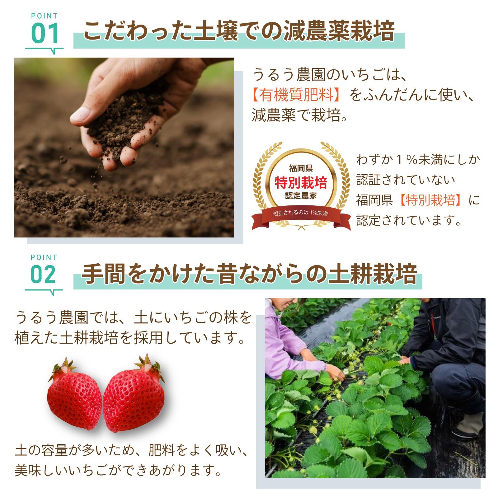 あまおう約540g（270g×2パック）サイズ色々　福岡県の苺農家うるう農園から産地直送