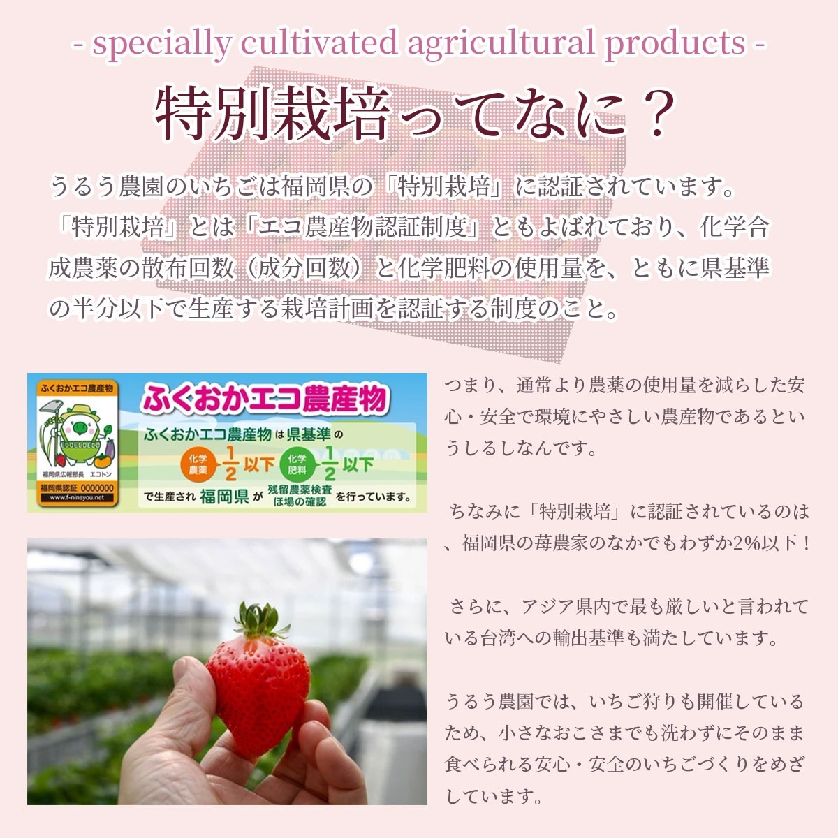 あまおう約540g（270g×2パック）サイズ色々　福岡県の苺農家うるう農園から産地直送