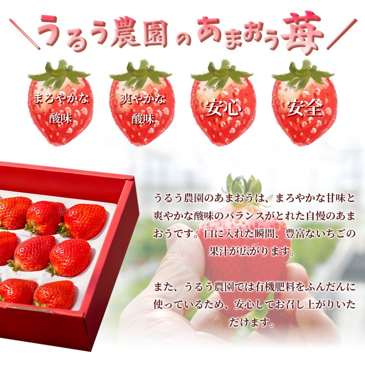 あまおう約540g（270g×2パック）サイズ色々　福岡県の苺農家うるう農園から産地直送