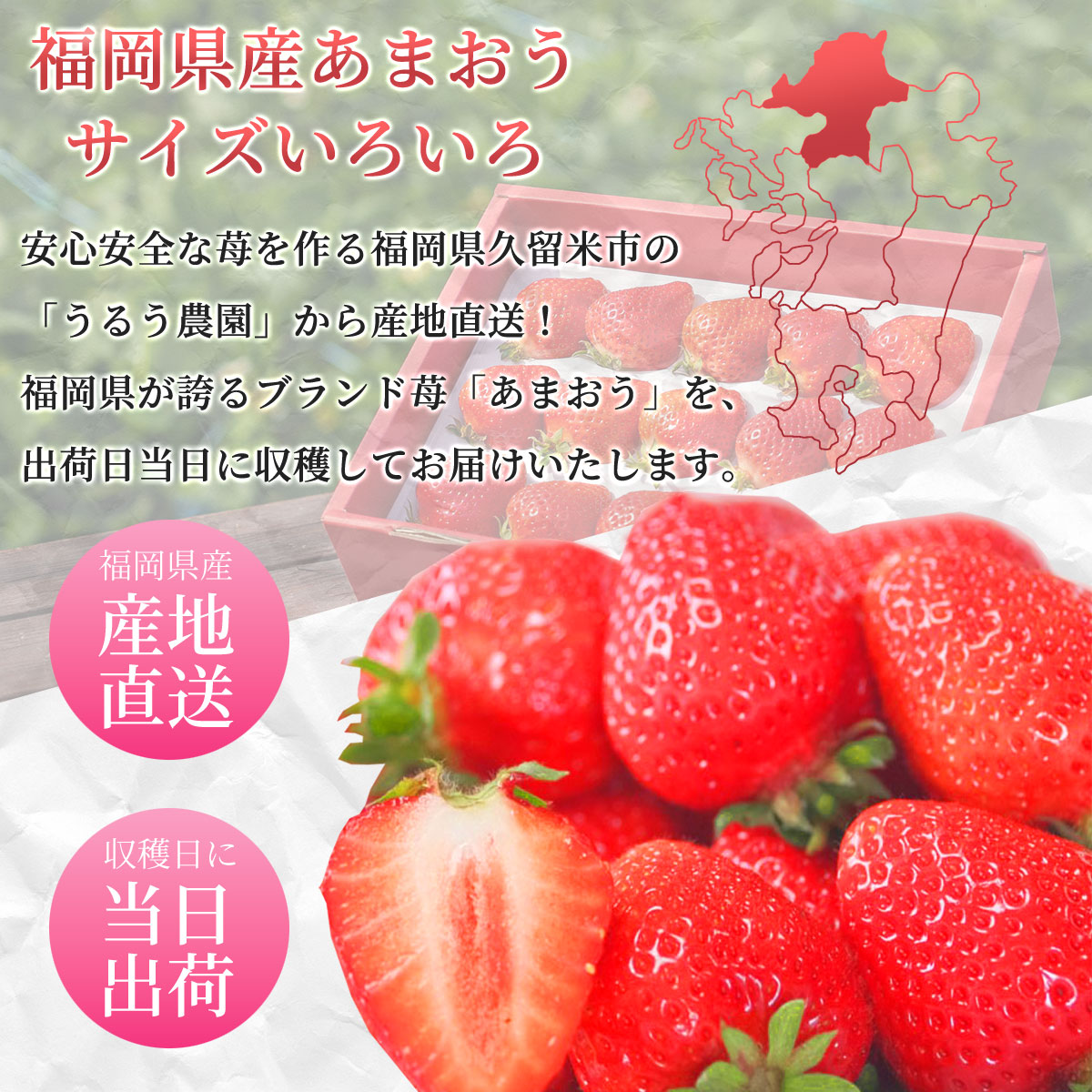 あまおう約540g（270g×2パック）サイズ色々　福岡県の苺農家うるう農園から産地直送