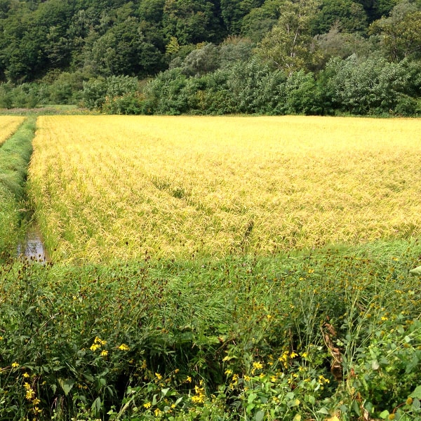 【送料無料】【5kg・栽培期間中農薬不使用米】ふっくりんこ・白米