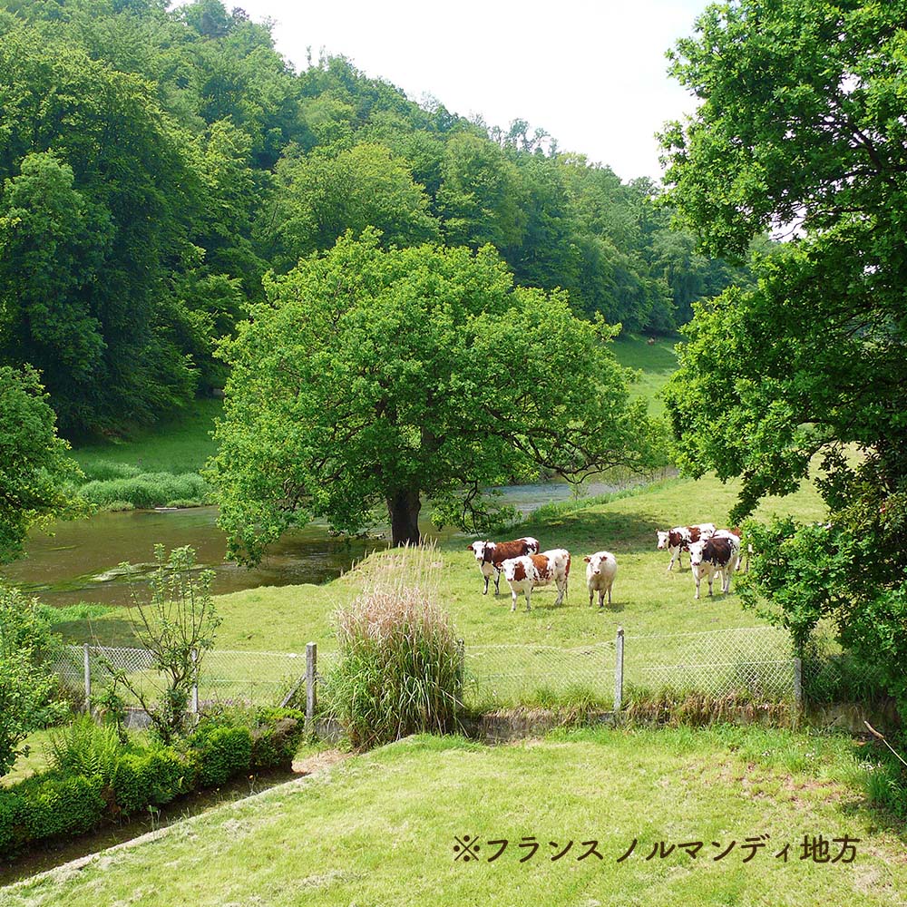 【アウトレット】フランス産バタービスケット　ベリー