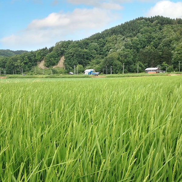 【送料無料】【5kg・栽培期間中農薬不使用米】おぼろづき・玄米
