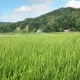 【送料無料】【5kg・栽培期間中農薬不使用米】おぼろづき・玄米