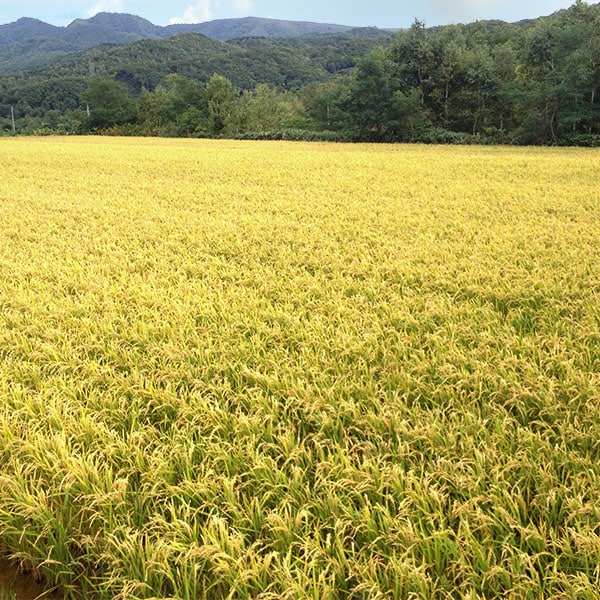 【送料無料】【5kg・栽培期間中農薬不使用米】ななつぼし・玄米