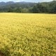 【送料無料】【5kg・栽培期間中農薬不使用米】ななつぼし・玄米