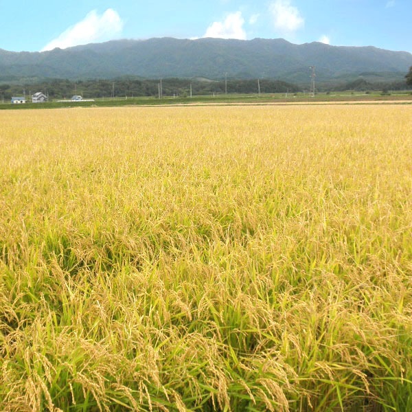 【送料無料】【10kg・栽培期間中農薬不使用米】きたくりん・白米