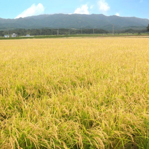 【10kg・栽培期間中農薬不使用米】きたくりん・玄米