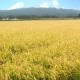 【送料無料】【10kg・栽培期間中農薬不使用米】きたくりん・玄米