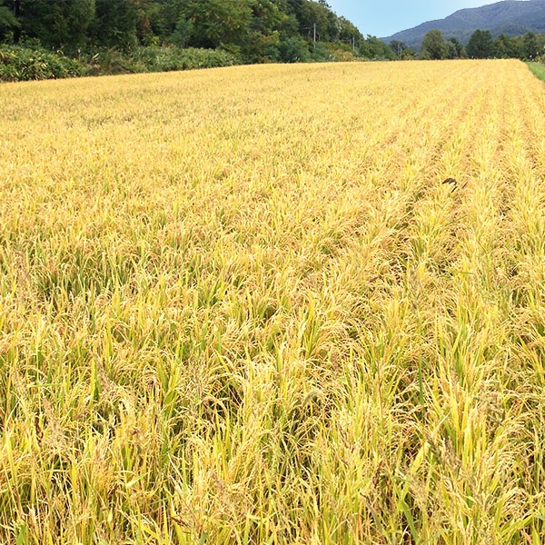 【送料無料】【10kg・特別栽培米】ゆめぴりか・白米