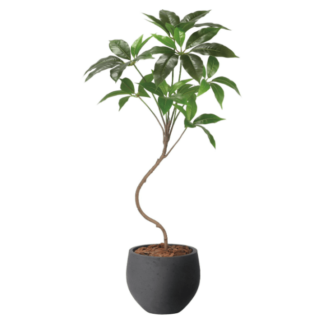 グリーンディスプレイ ナチュラルツピタンサス1.0M 植栽 人工樹木 観葉植物