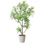 グリーンディスプレイ 115cmドラセナインディア 人工樹木 観葉植物