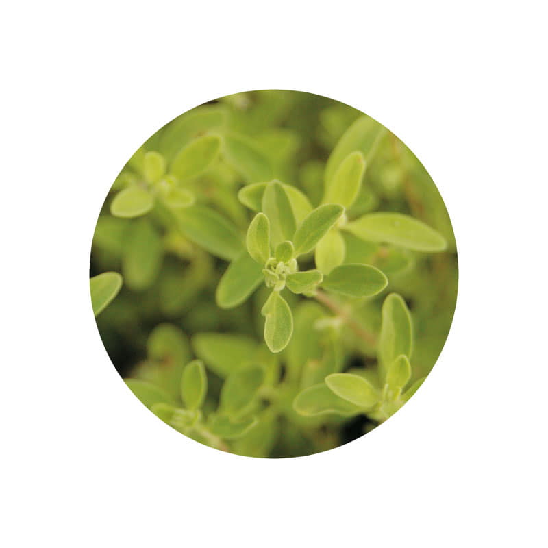 生活の木 マジョラム精油 3mL / 10mL エッセンシャルオイル