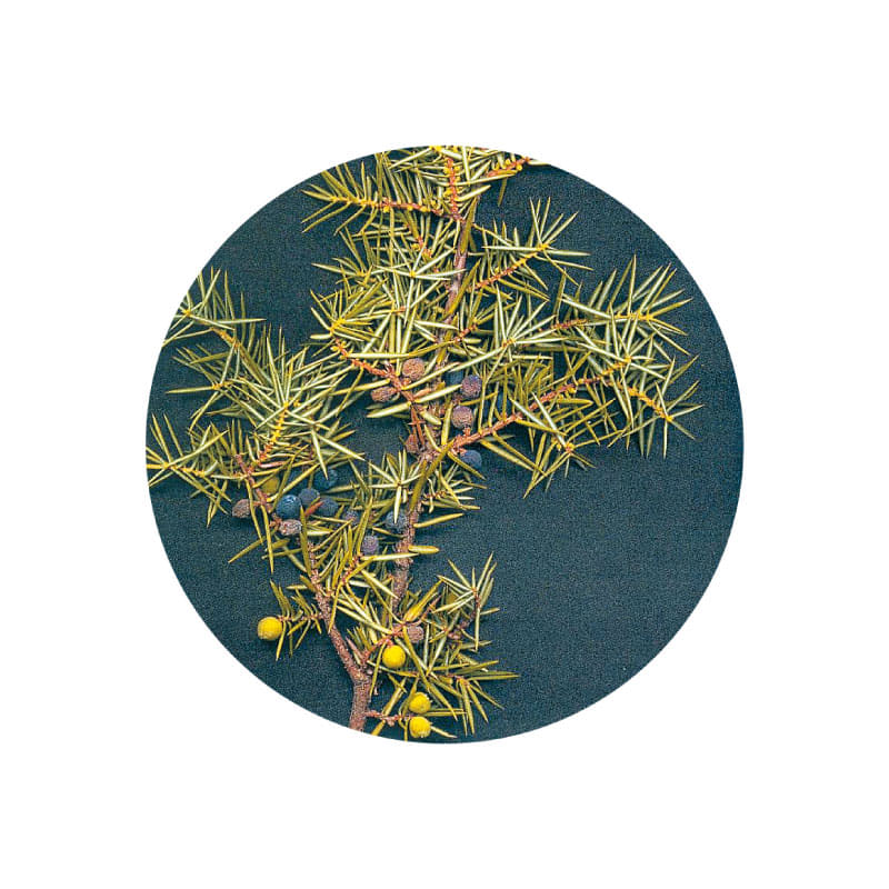 生活の木 ジュニパー精油 3ml / 10ml エッセンシャルオイル