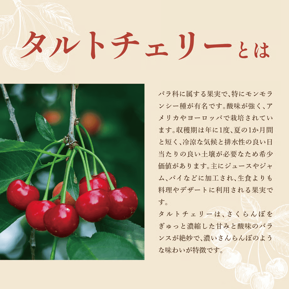 濃縮タルトチェリー 500ml瓶 化粧箱無し 月星食品 栃木県足利市創業