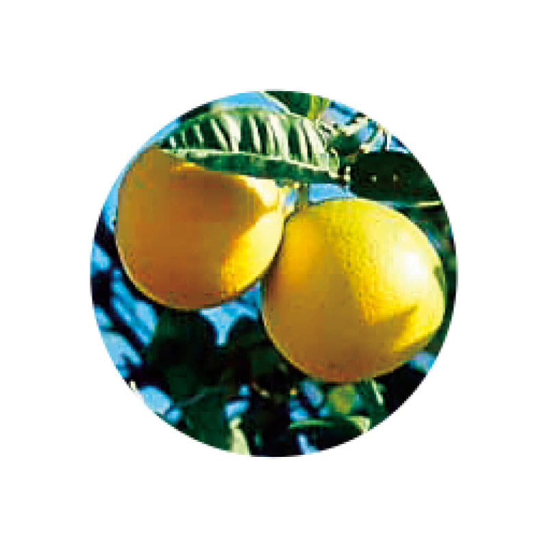 生活の木 ベルガモット・フロクマリンフリー精油 3ml / 10ml エッセンシャルオイル