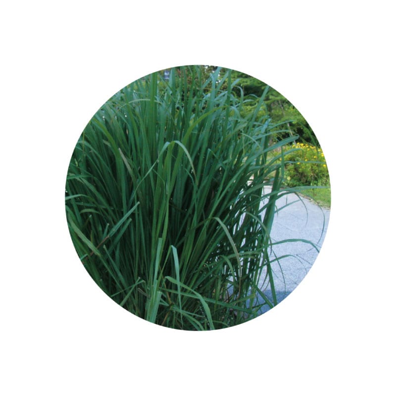 生活の木 レモングラス・東インド型精油 3ml / 10ml エッセンシャルオイル