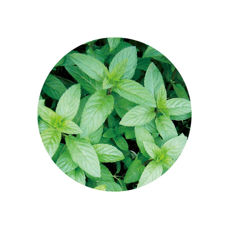 生活の木 有機ペパーミント精油 3mL オーガニックエッセンシャルオイル