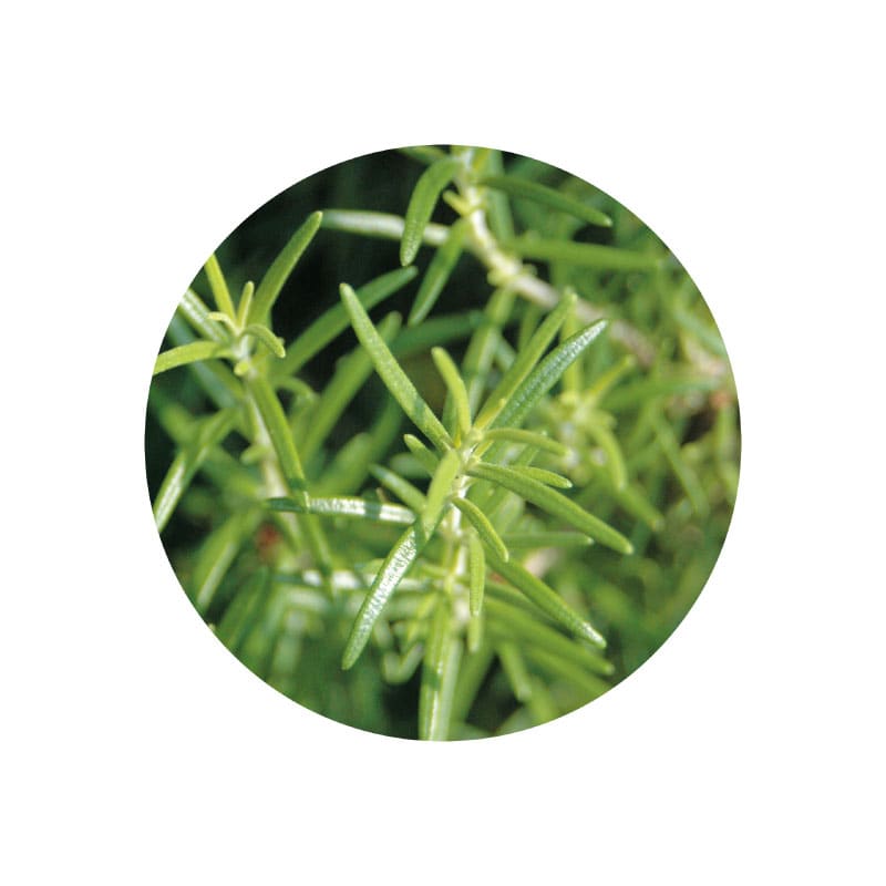 生活の木 有機ローズマリー・カンファー精油 3mL オーガニックエッセンシャルオイル