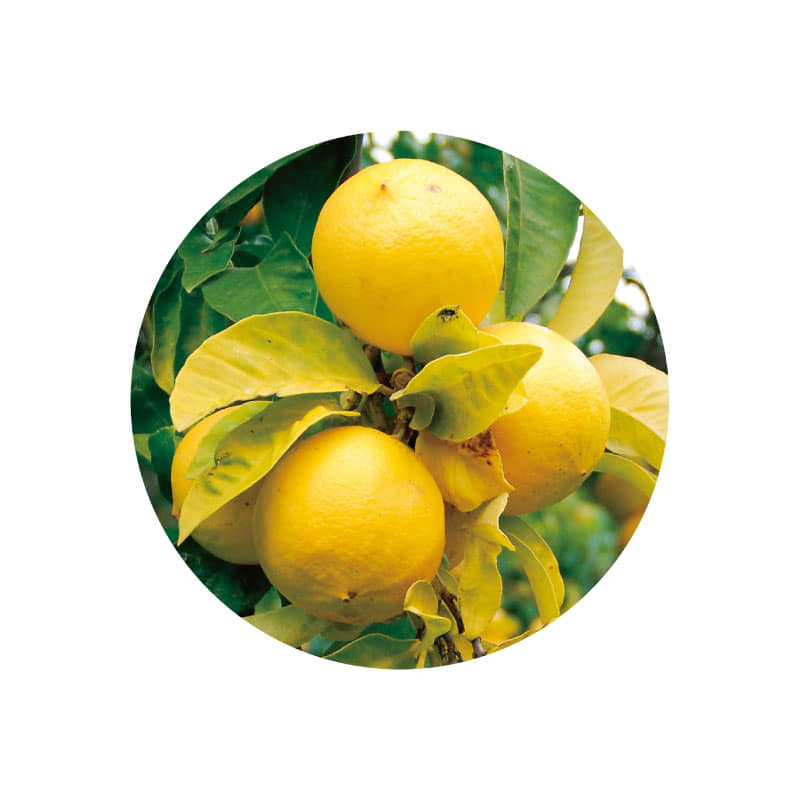 生活の木 有機ベルガモット（フロクマリンフリー）精油 3mL オーガニックエッセンシャルオイル