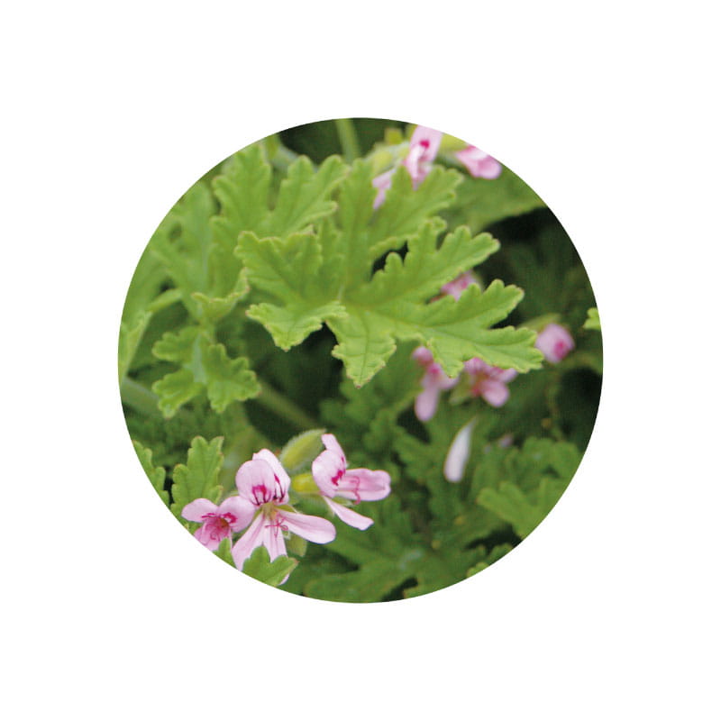 生活の木 有機ゼラニウム精油 3mL オーガニックエッセンシャルオイル