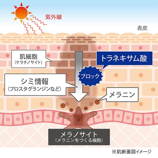 エステラボ 薬用エッセンスホワイト 150mL 業務用 医薬部外品の商品