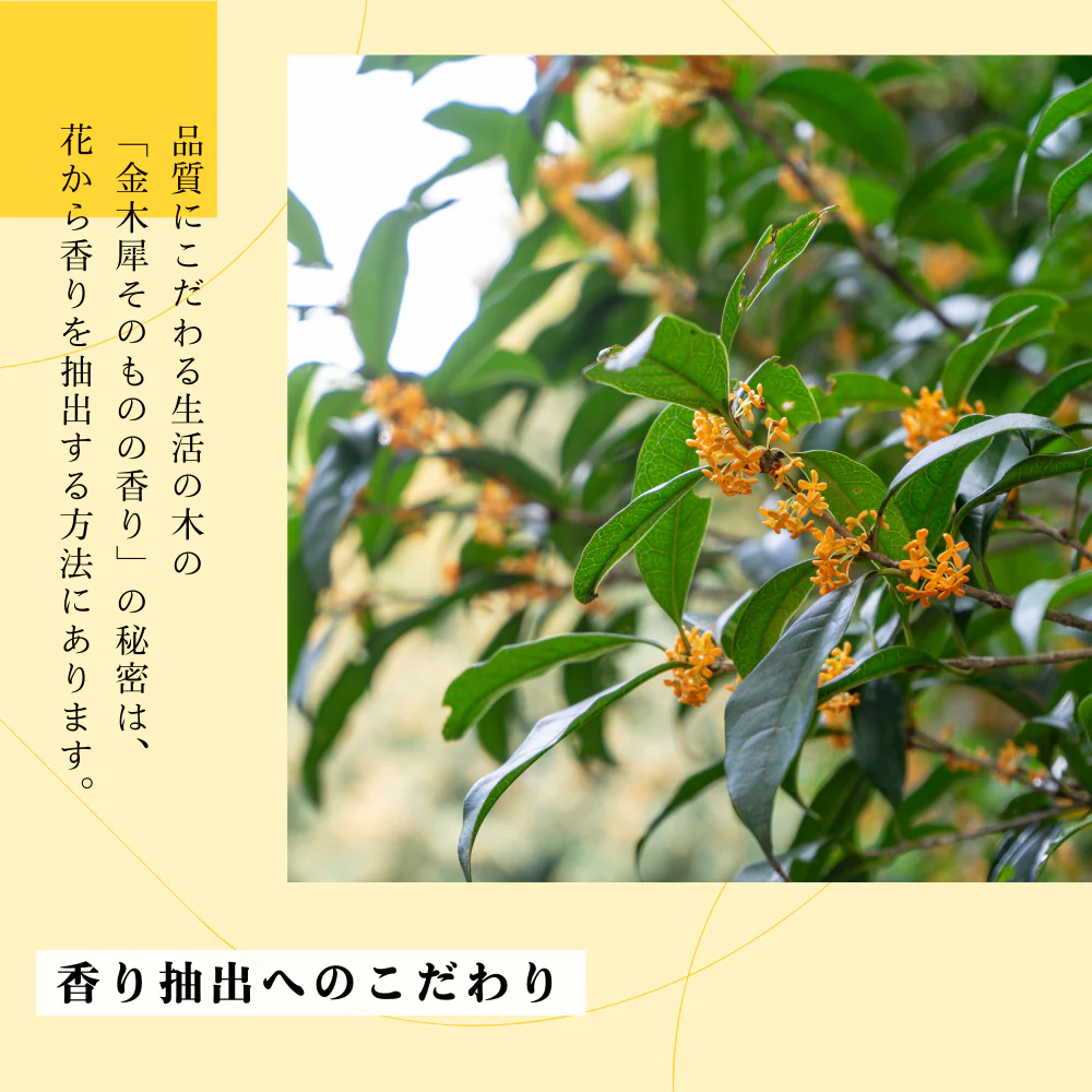 生活の木 金木犀 ブレンド精油 10mL