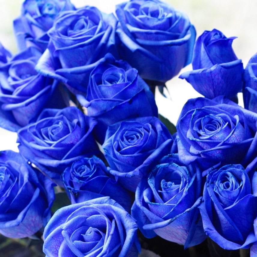 ビズフラワー 全国に人気のバラ100本を始め、バラの花束を格安&送料