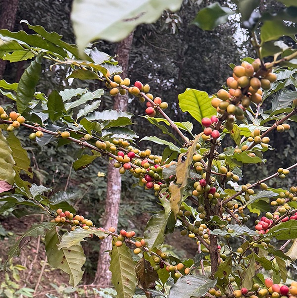 送料無料ギフトセット 選べるオリジナルオーガニックコットンハンカチとドリップコーヒーセット ホワイトデーギフト 雪男スペシャル珈琲ギフト ラッピング無料【※卸対象外製品】