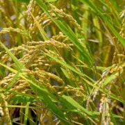 【蛍まい研究会】千葉県産 農薬不使用栽培コシヒカリ5kg袋ｘ2