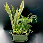 【送料無料】観葉植物（Mサイズ）おまかせ3点寄せ植えキット