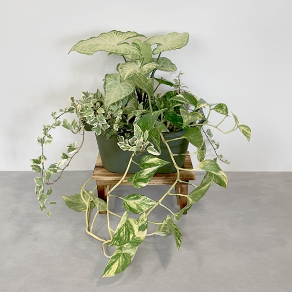 Mサイズ 3セット植木鉢 植木鉢／軽量鉢／プランター】リーヴァ ローバルーン 33cm