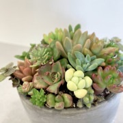 ぷくぷく多肉植物のおまかせ寄せ植え