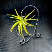 【多肉・エアプランツ】エアプランツ （吊り下げスタンド付き）