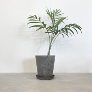 【小型観葉】テーブルヤシ S*Plants