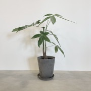 【小型観葉】パキラ S*Plants