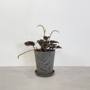 【小型観葉】ペペロミア・レッドルナ S*Plants